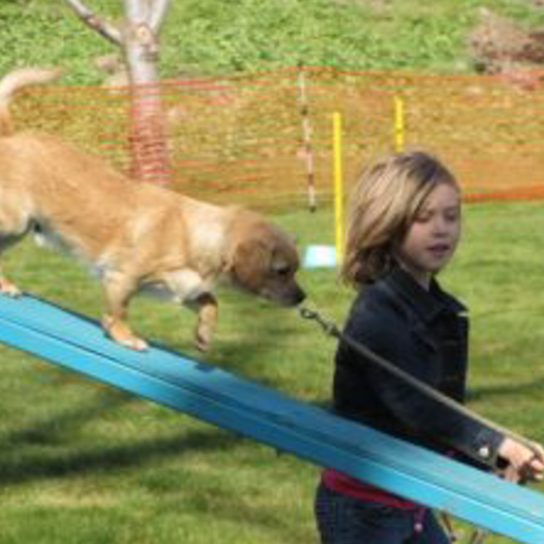 DogAgility-300x225-1080