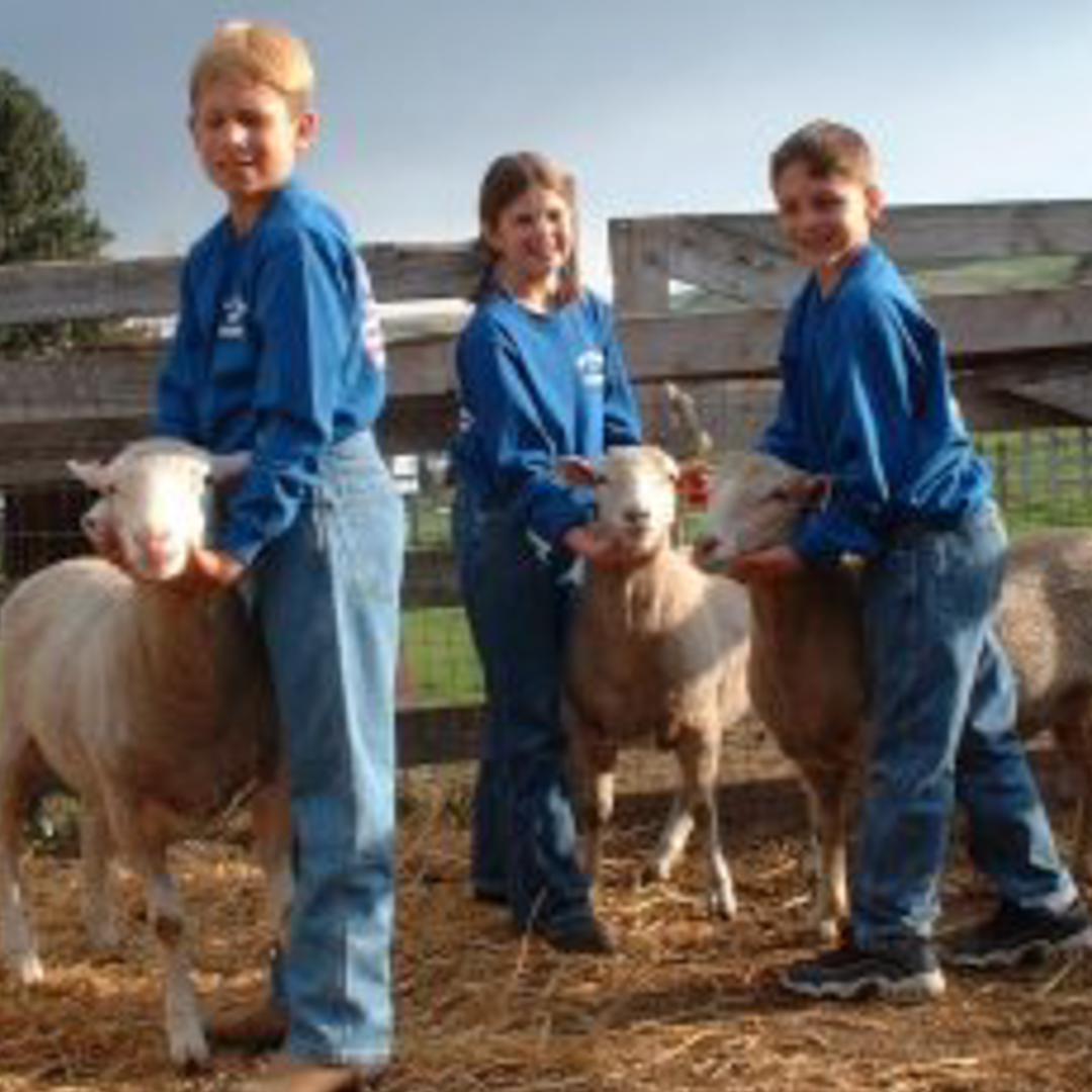 Kids-with-sheep-300x246-1080